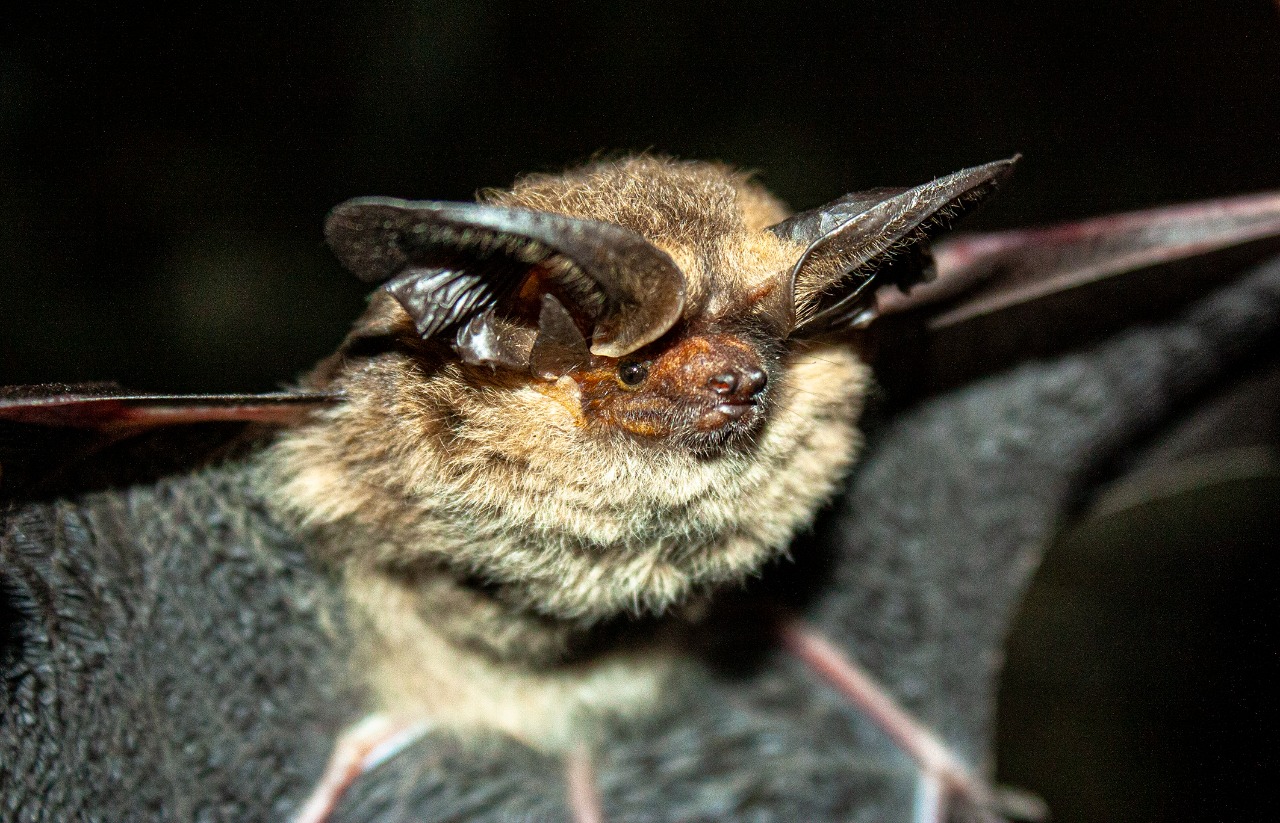Describen una nueva especie de murciélago en Colombia