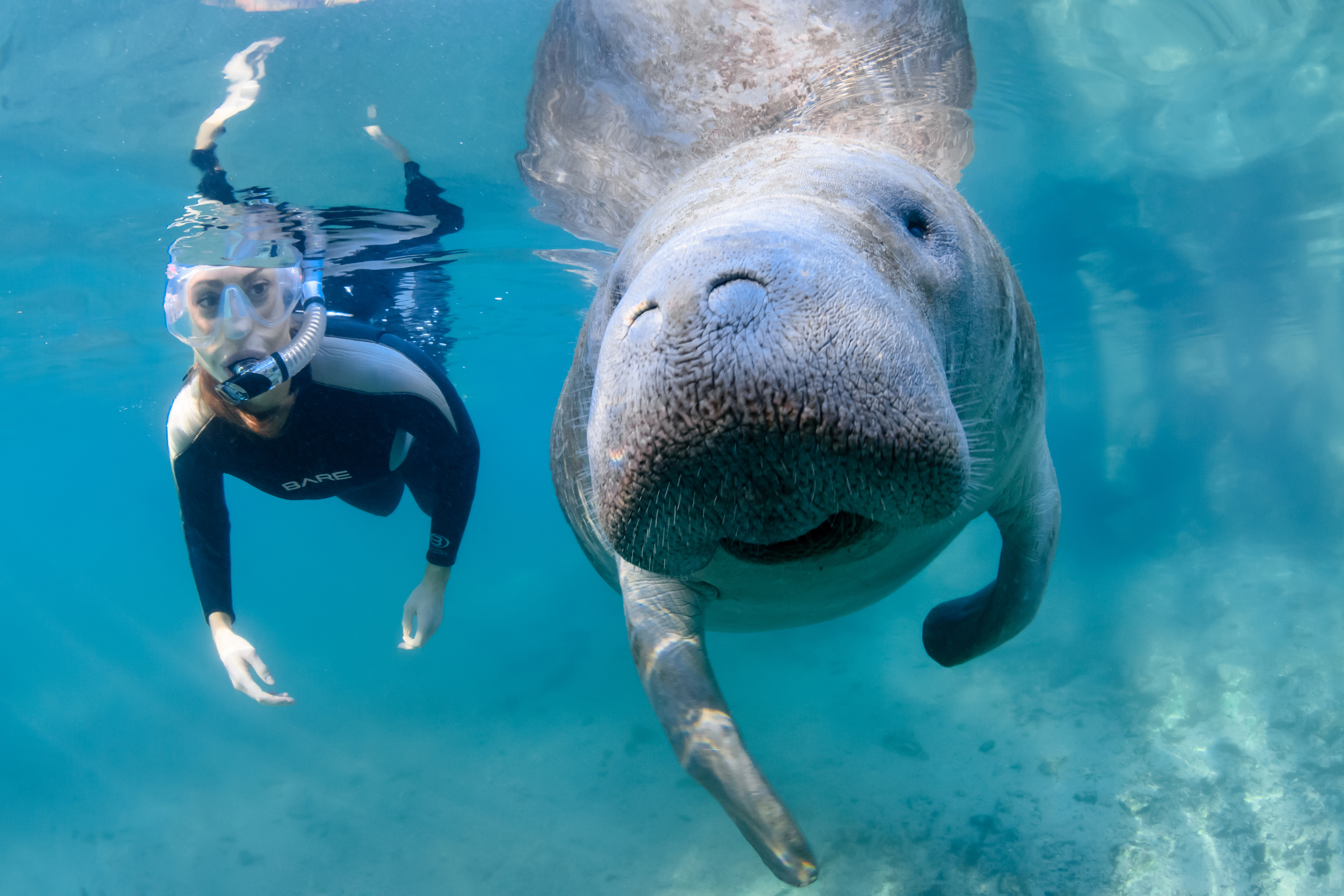 Turismo en Florida, EE. UU. Crystal River, en la costa oeste de Florida, ofrece la experiencia única de nadar con manatíes.