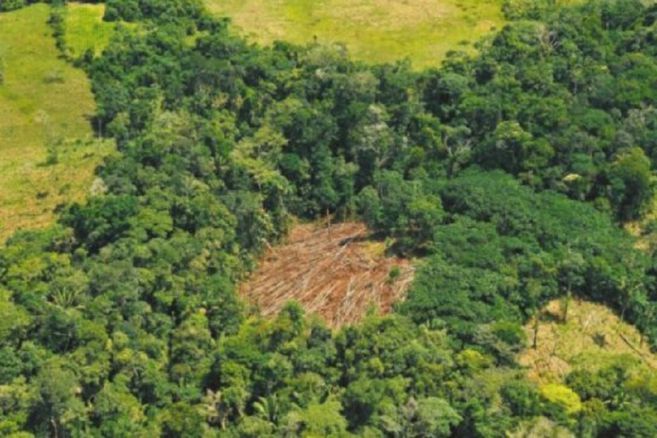 Caquetá perdió un poco más de 18 mil hectáreas de bosque natural durante 2023