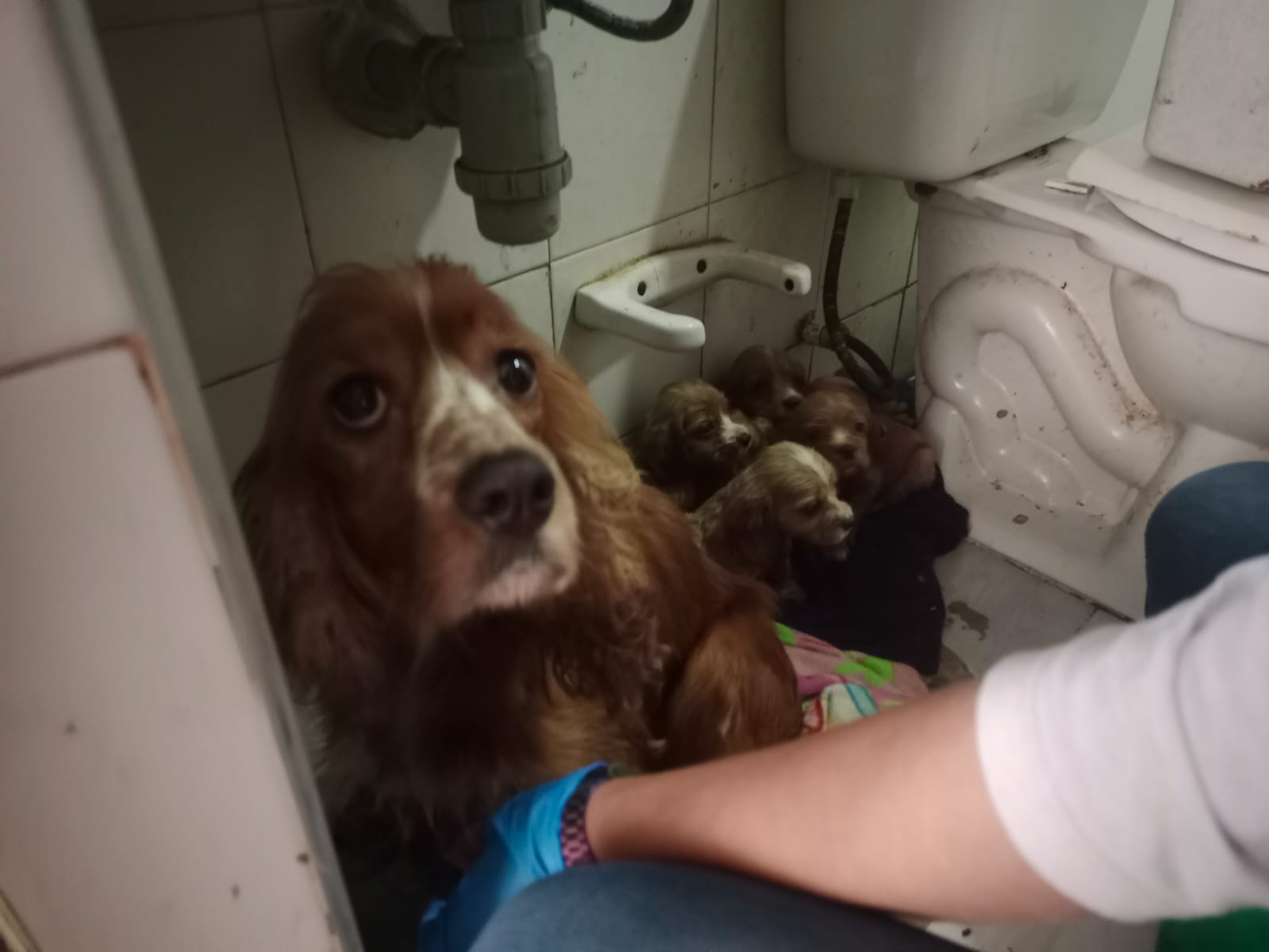 Distrito rescató a 15 animales en Suba por presunta sobreexplotación