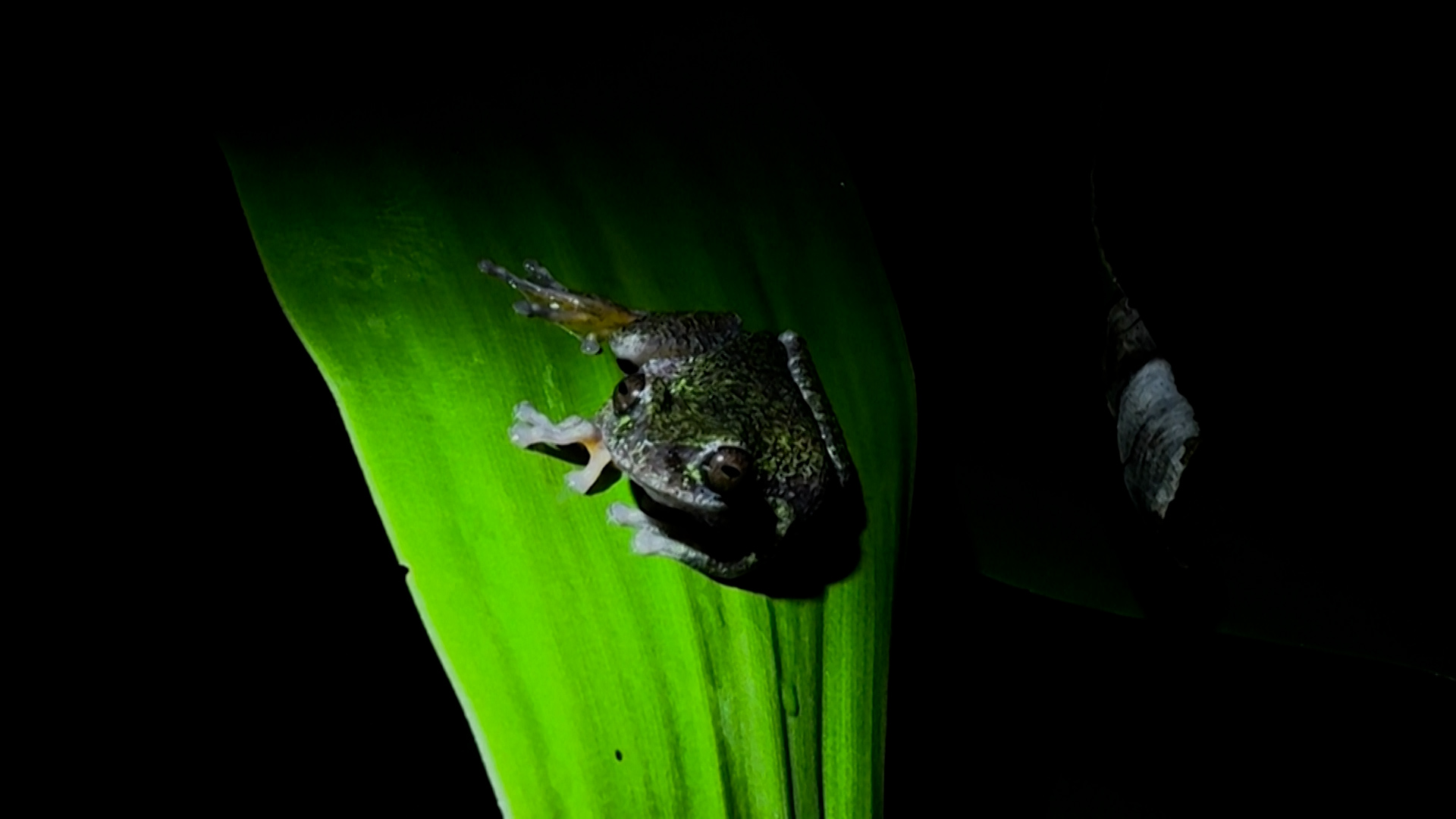 Descubren nueva especie de rana en Costa Rica