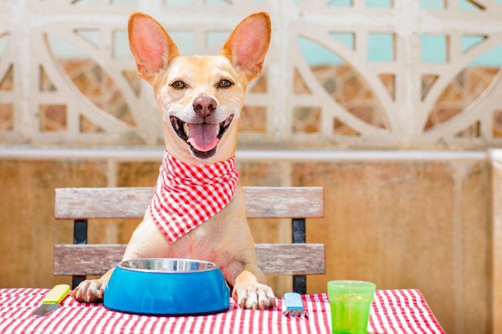 ¡Cuidado! Estos son los alimentos que no puede comer tu perro