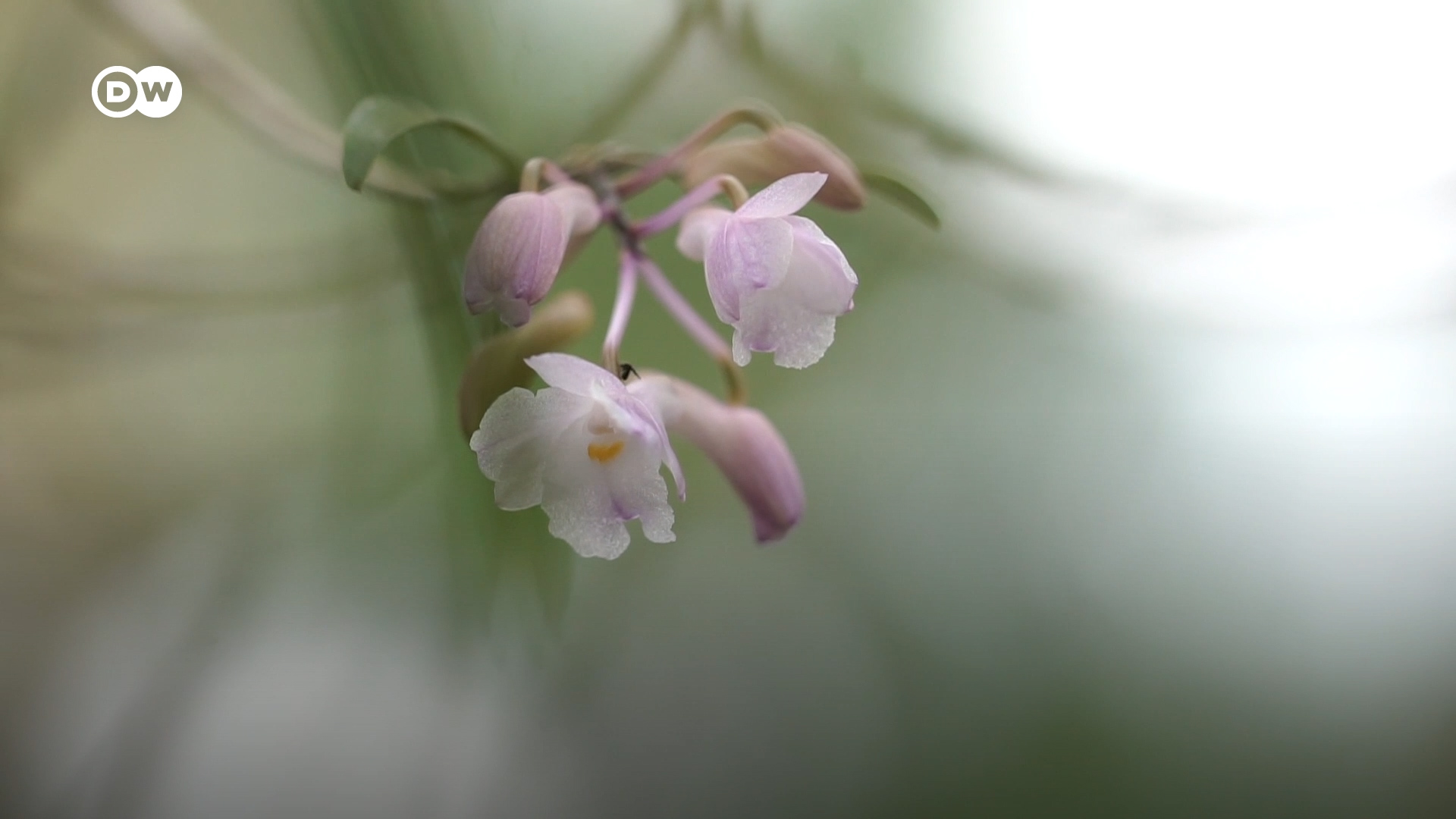 El salvador de las orquídeas en Indonesia