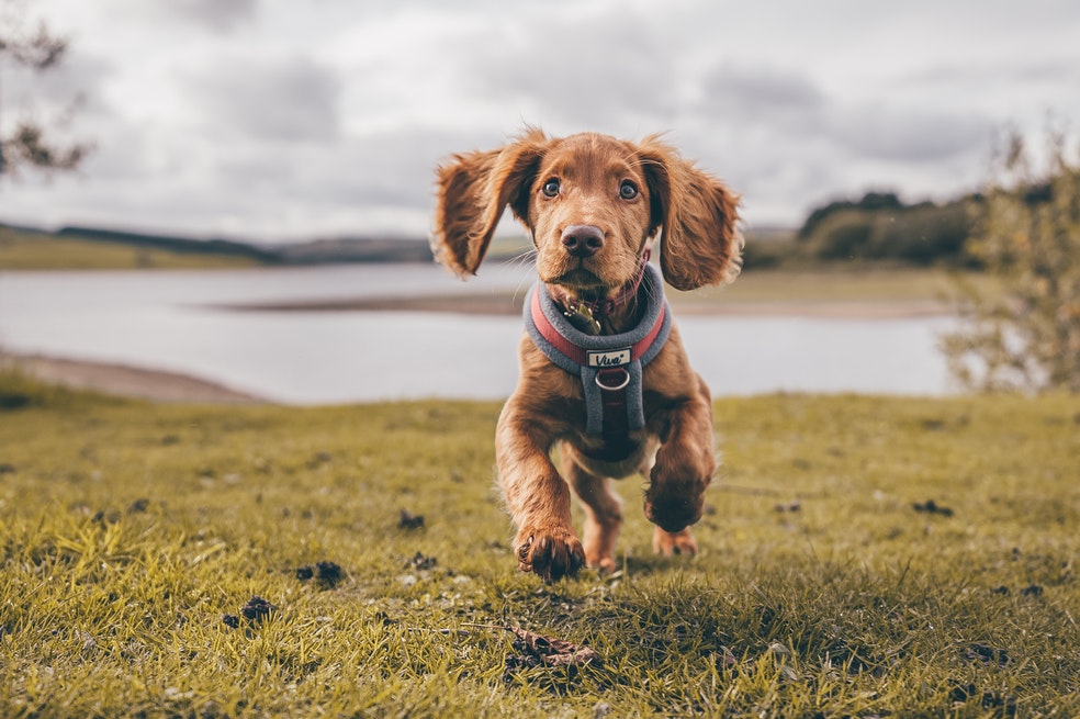 Vacaciones: 4 cosas que no pueden faltar en la maleta si viajas con tu perro