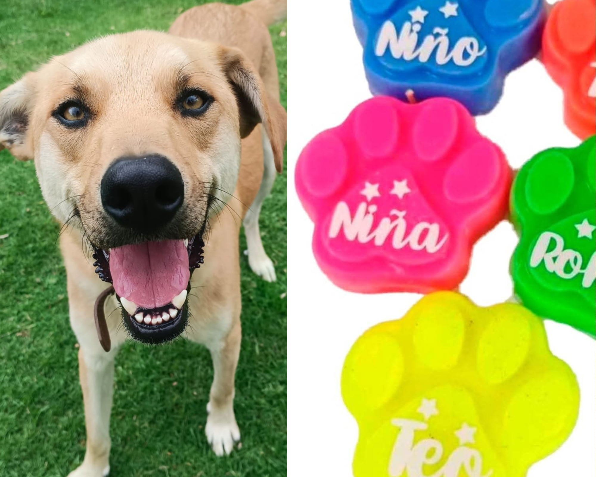 Velitas con nombre de mascota: la iniciativa de fundación para ayudar a animales