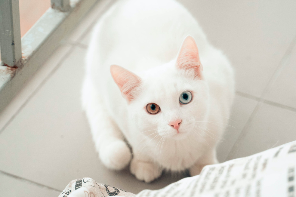 Angora turco, ¿cuáles son las características de esta raza de gatos?