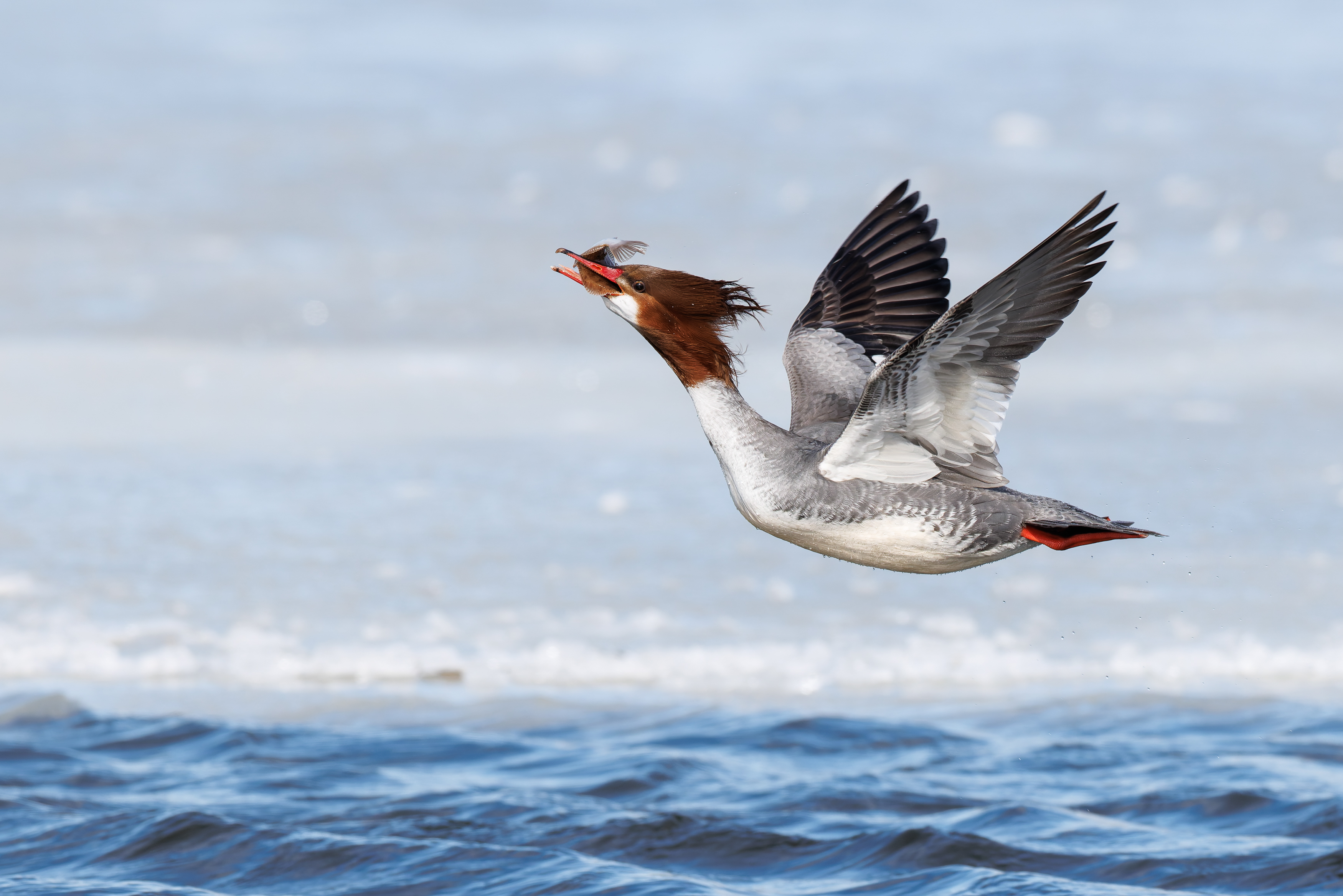 Serreta grande o mergo mayor (Mergus merganser) fotografiada en East Bay, Nueva Escocia, Canadá.