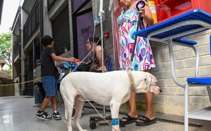 Cali ofrece atención veterinaria gratuita a mascotas de familias con Sisbén A y B