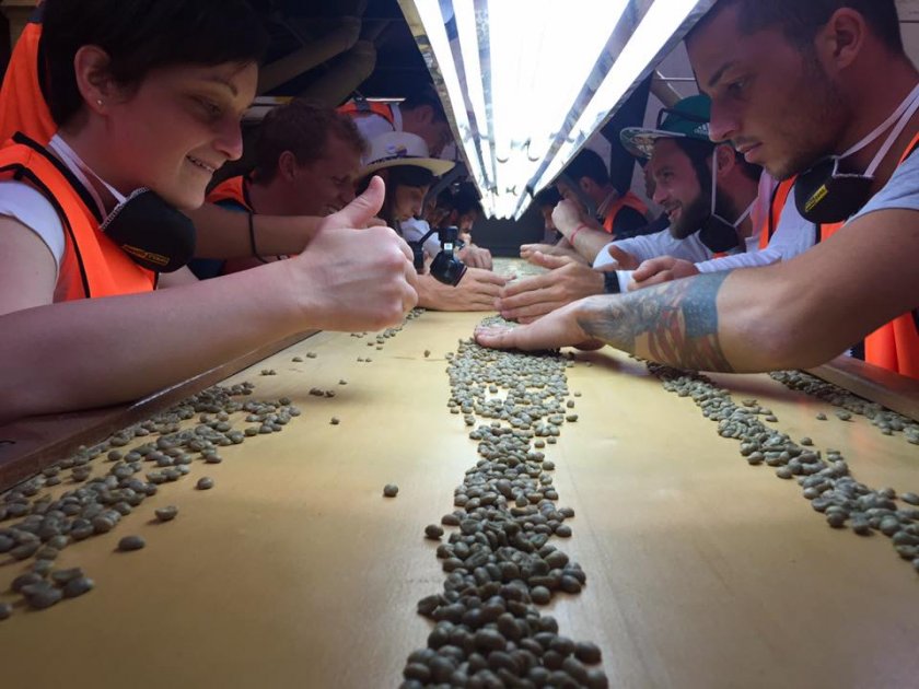 Los integrantes de la escuela Umami examinando los granos de café del Quindío. /Cortesía
