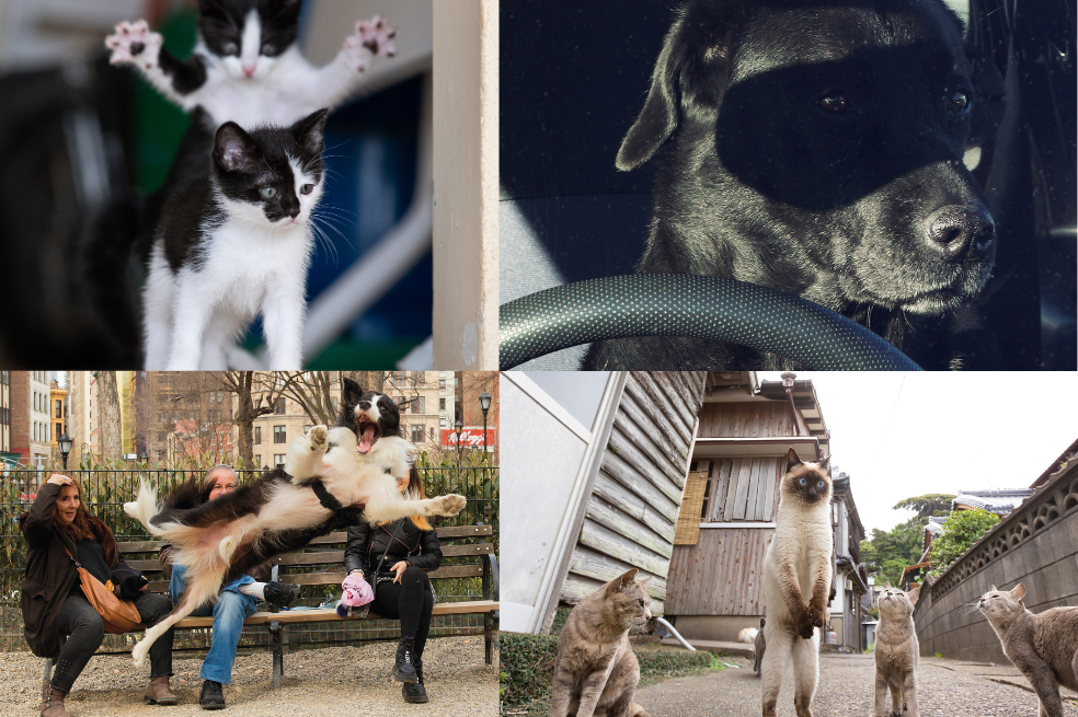 Las fotos más chistosas de mascotas en 2023
