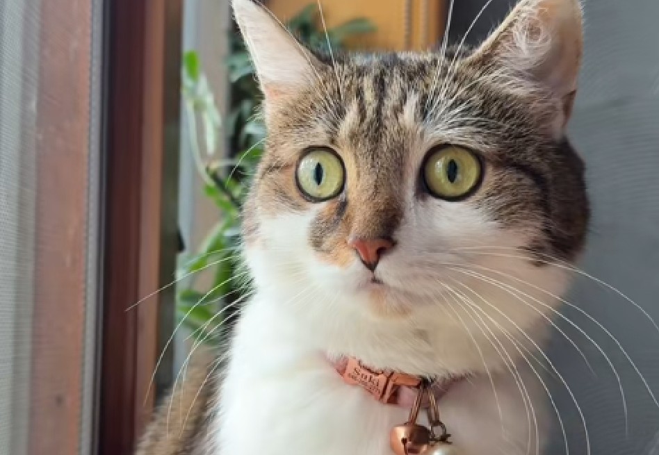 El microchip funcionó: reencuentro entre una familia y su gata tras años perdida