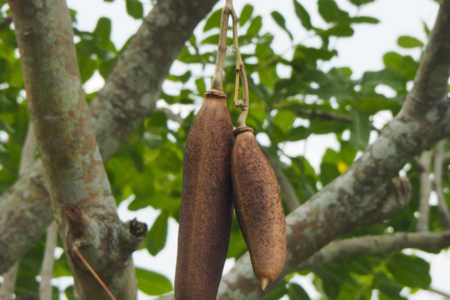 Descubra el árbol de las salchichas, tan sorprendente como su aspecto