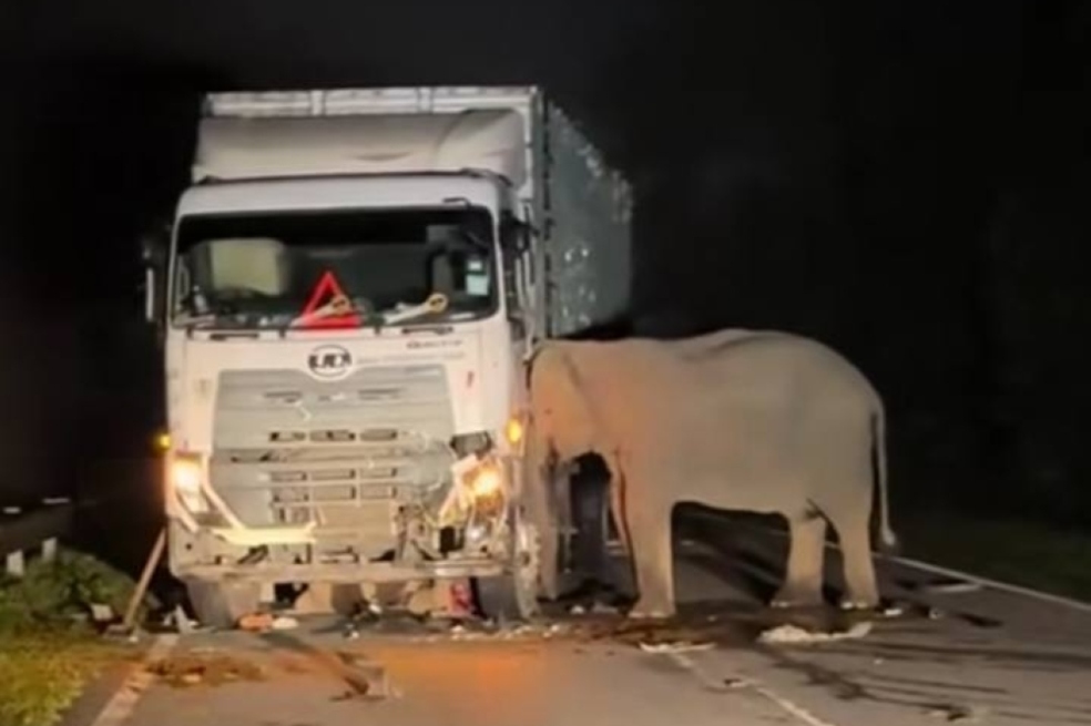 Un camión atropelló a una cría de elefante: se aviva el debate de vías en reservas