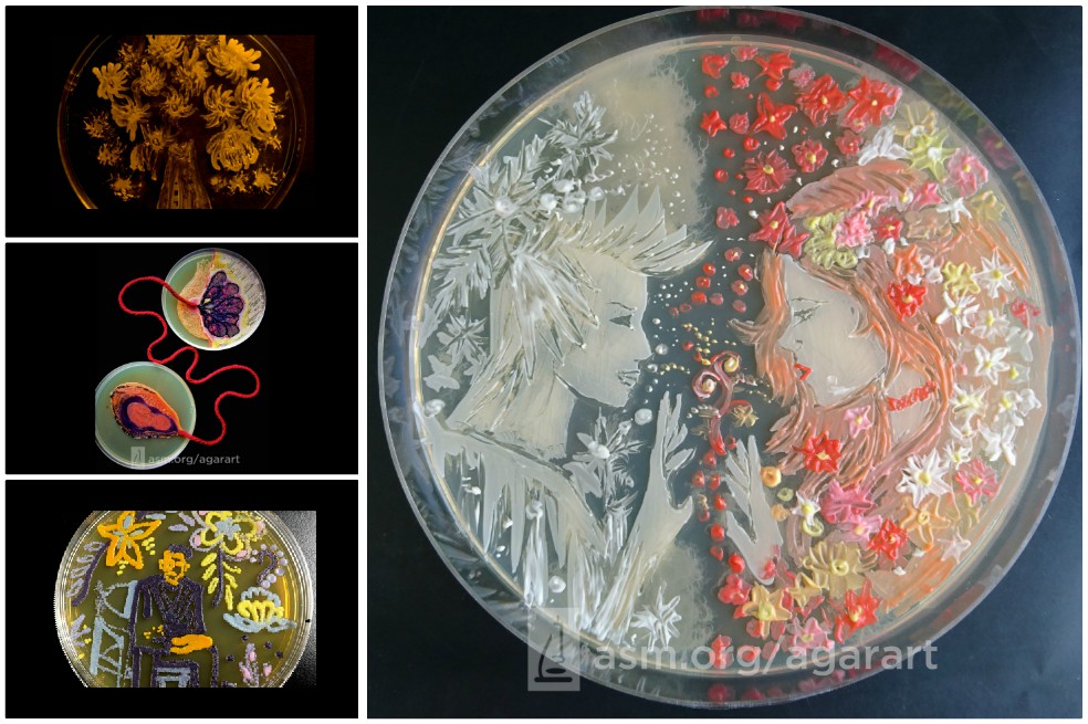 El arte que microbiólogos hacen en placas Petri