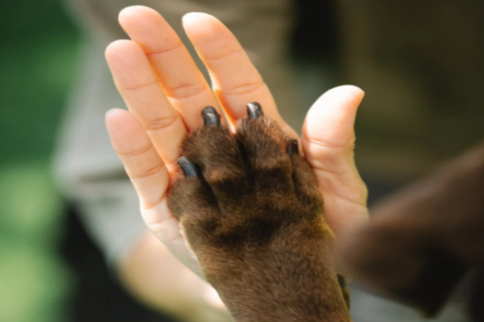 Diez consejos para superar o controlar el temor a los perros y gatos