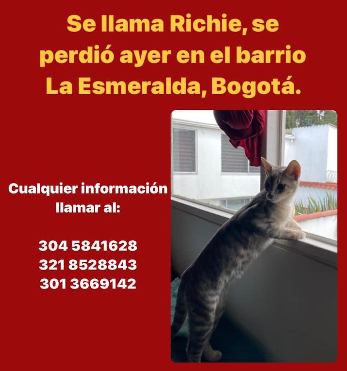 Gato perdido en Bogotá.