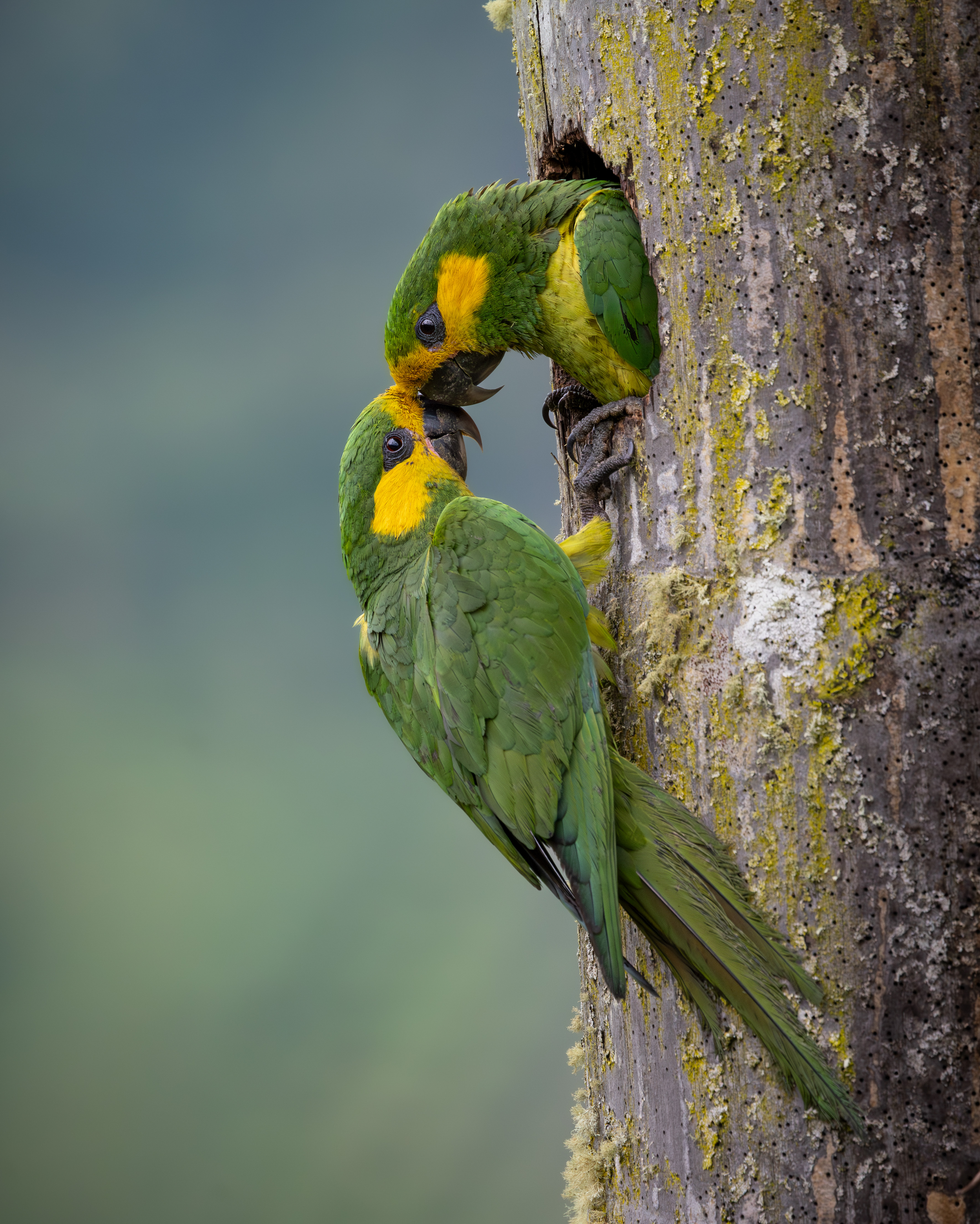 Estos son los ganadores de los Premios de fotografía Audubon 2026