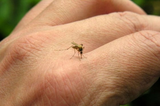 Alerta verde en hospitales del país por casos de zika