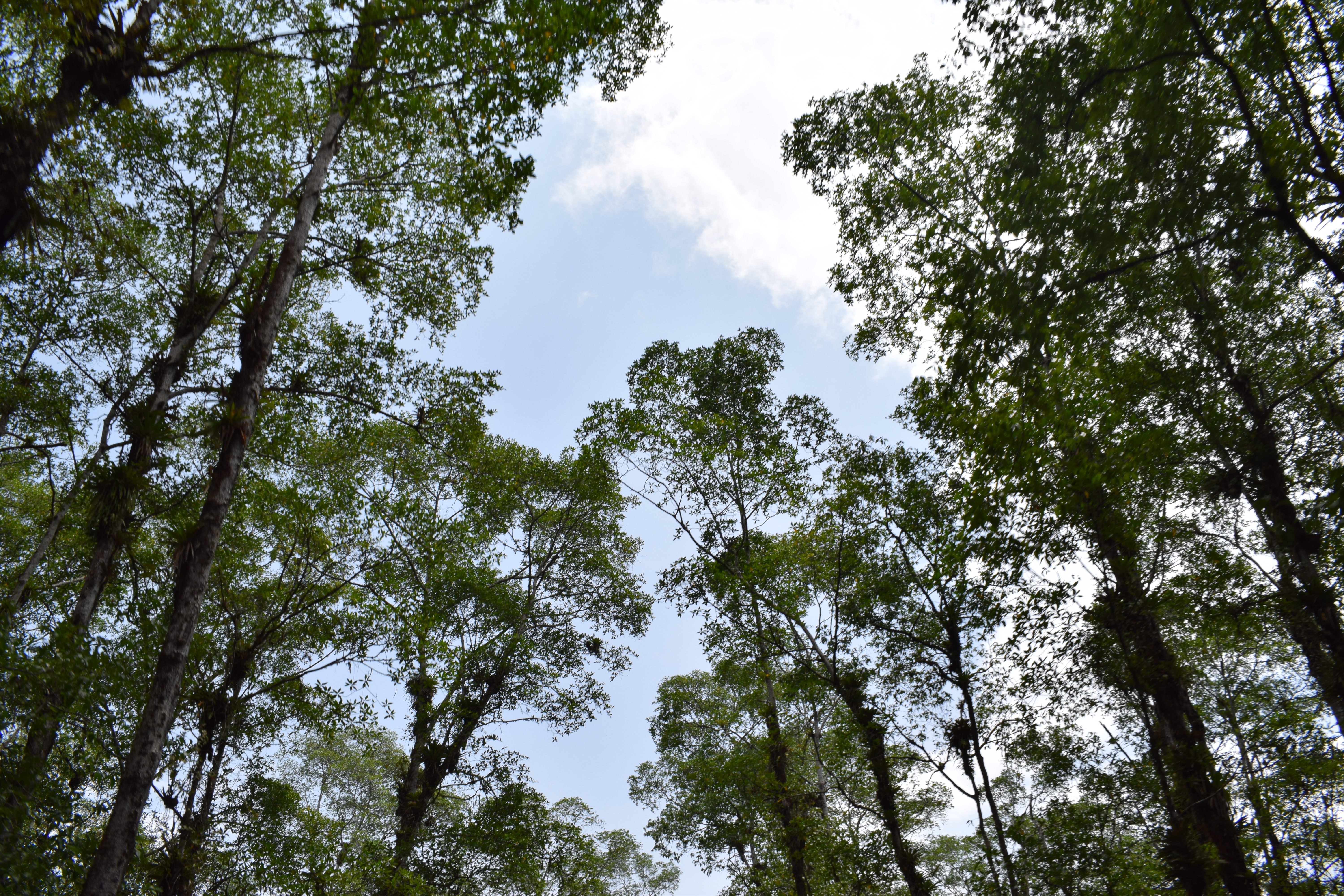 Del acuerdo a la acción: reconstruir la biodiversidad