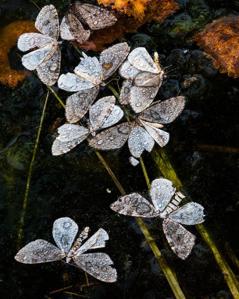 Último vuelo. (Finalista). "A principios de otoño, grandes cantidades de polillas pululaban en el bosque de abedules de montaña de Grövelsjön, Suecia, lo que daba a la caminata un cierto aire de ensueño. Mi compañero de excursión no se sentía muy bien, así que tuvimos que quedarnos a descansar en una estación de montaña, lo que me dio tiempo para explorar los alrededores con mi cámara. Seguí el sendero hasta Linnés källa, un manantial que supuestamente fue descubierto por el botánico Carl Linnaeus. Su superficie estaba cubierta de grandes cantidades de polillas muertas, junto con algunas hojas de otoño, pastos y algas. Me pareció como si las polillas todavía estuvieran bailando sobre un prado en algún lugar, tomando un último vuelo. Más tarde, combiné cinco fotogramas en Zerene Stacker para conseguir una mayor profundidad de campo".