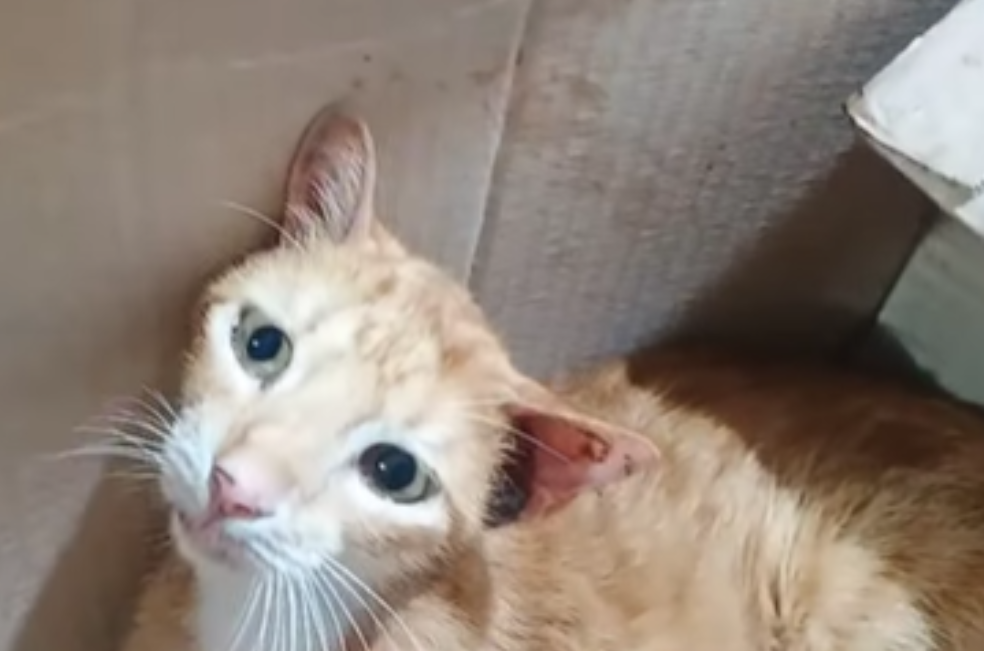 Su familia se mudó de casa y lo abandonaron: ahora Monito enfrenta un tumor solo