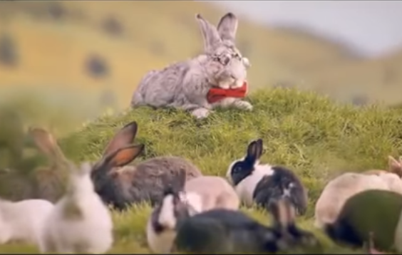 Polonia invita a sus habitantes a imitar a los conejos para aumentar la natalidad