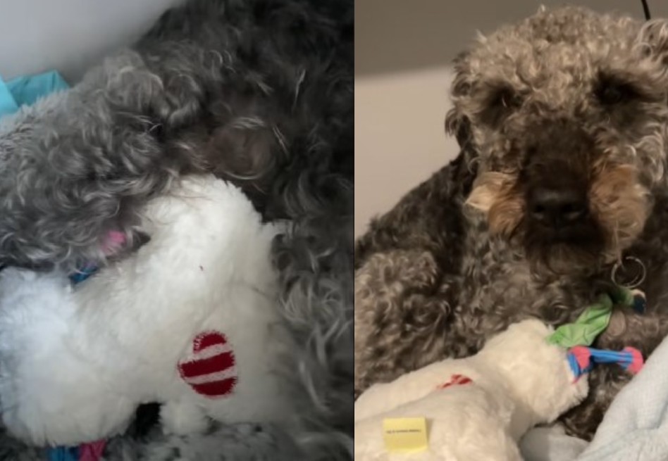Video muestra el instinto maternal de una perrita durante su embarazo falso