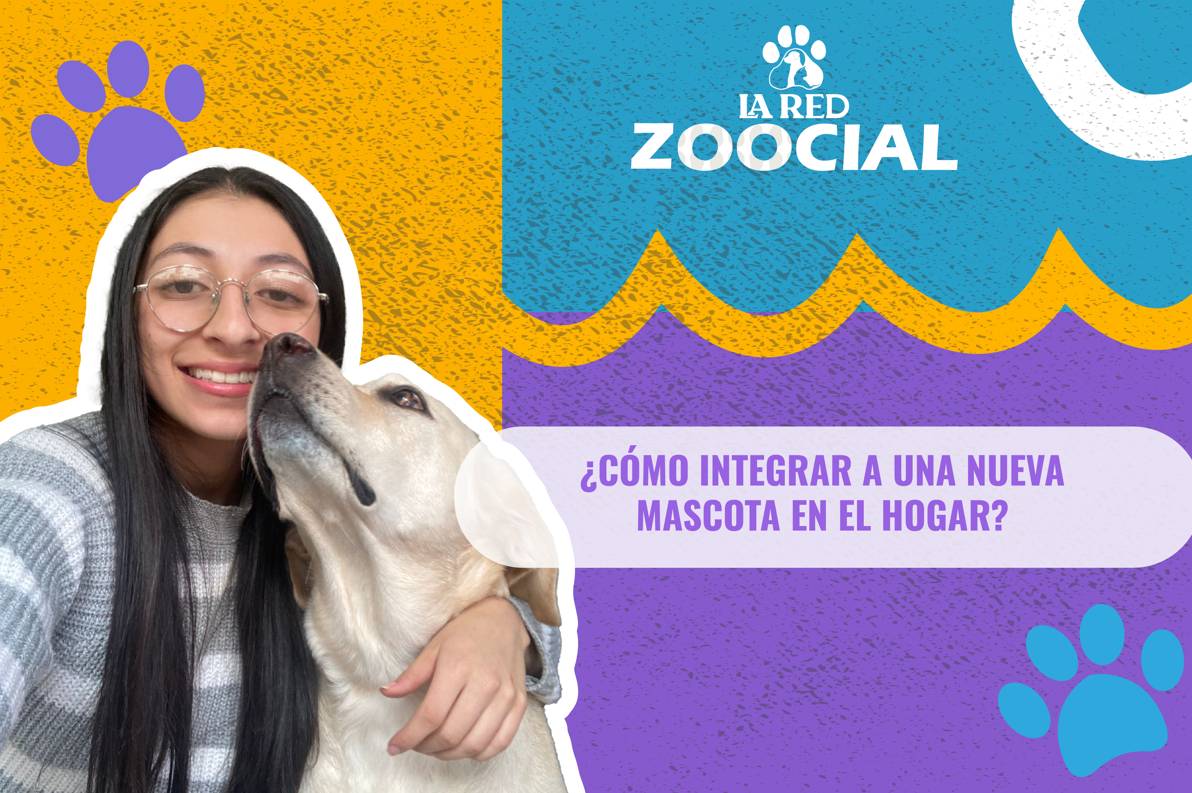 (VIDEO) ¿Cómo integrar a una nueva mascota en el hogar?