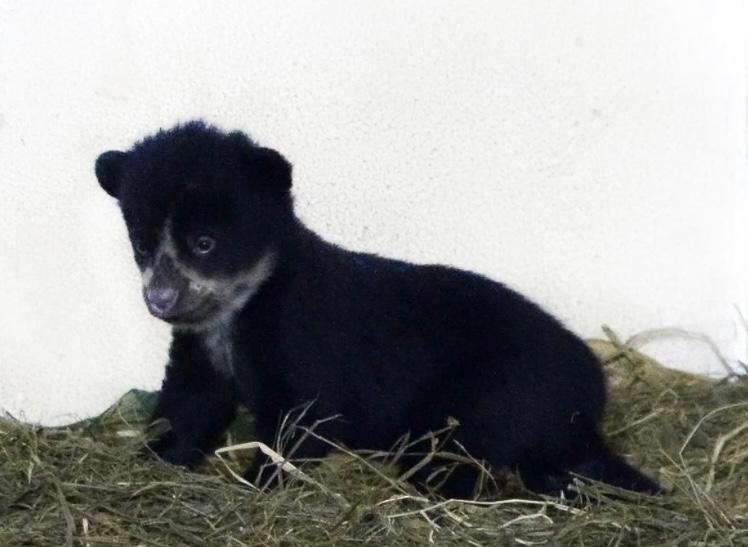 Video: autoridades celebran el nacimiento de un oso de anteojos en cautiverio