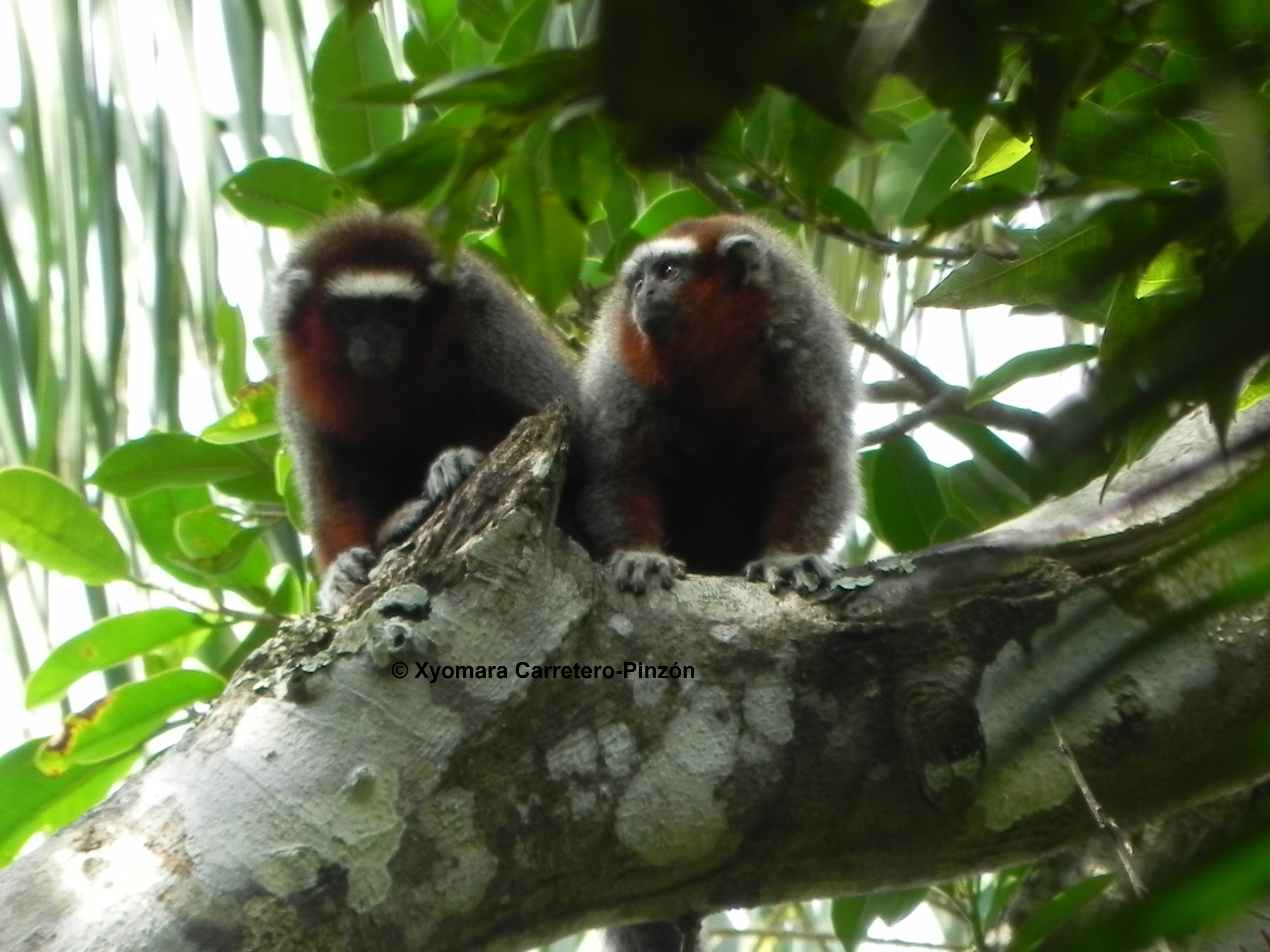 Atlas de Primates
