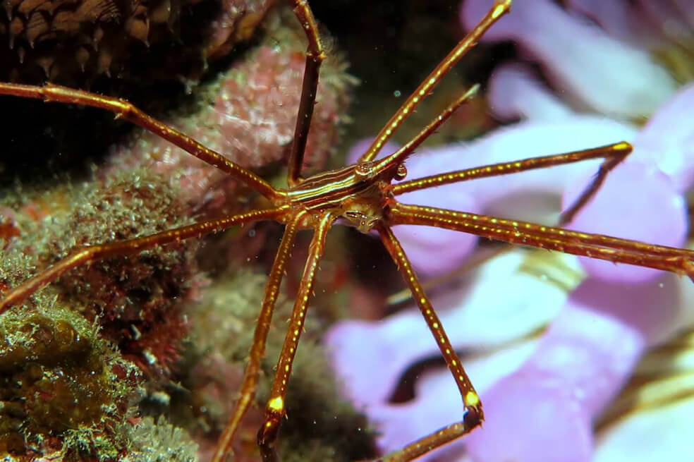 El secreto de las arañas marinas gigantes para sobrevivir al calentamiento de los océanos