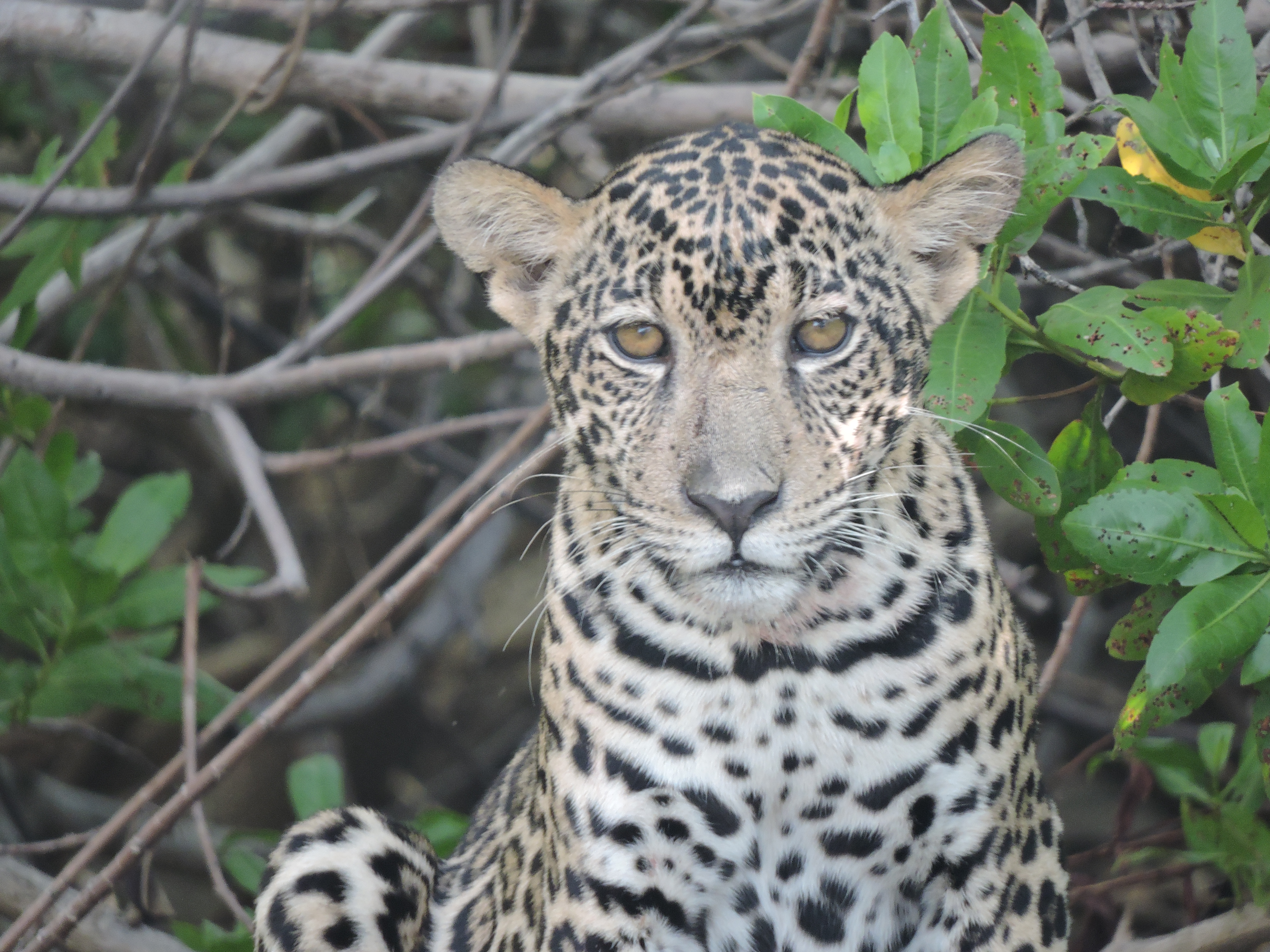 La conservación del jaguar: una especie de amores y odios
