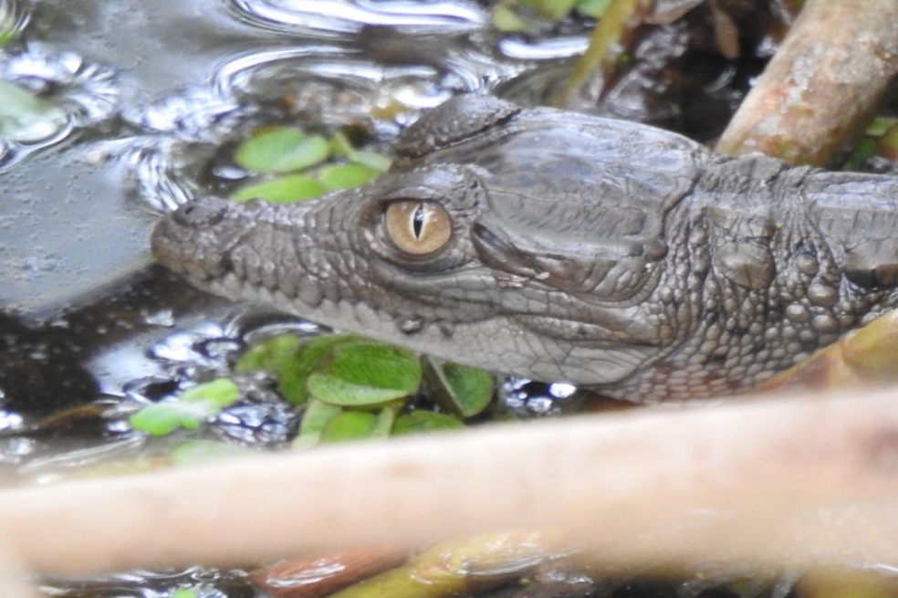Nacen 25 caimanes aguja en Vía Parque Isla Salamanca