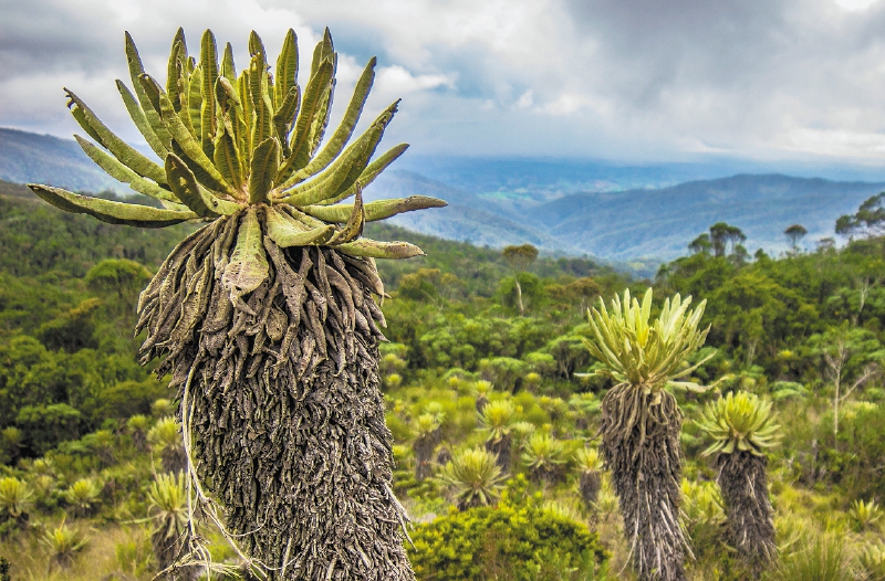 Frailejón, la especie emblemática de los páramos que se debe proteger
