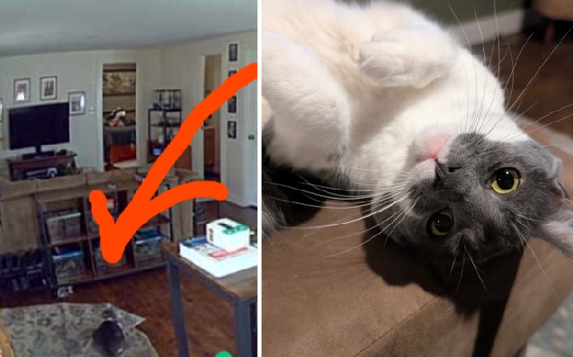 Cámara revela que su gata la espera todo el día detrás de la puerta (video)