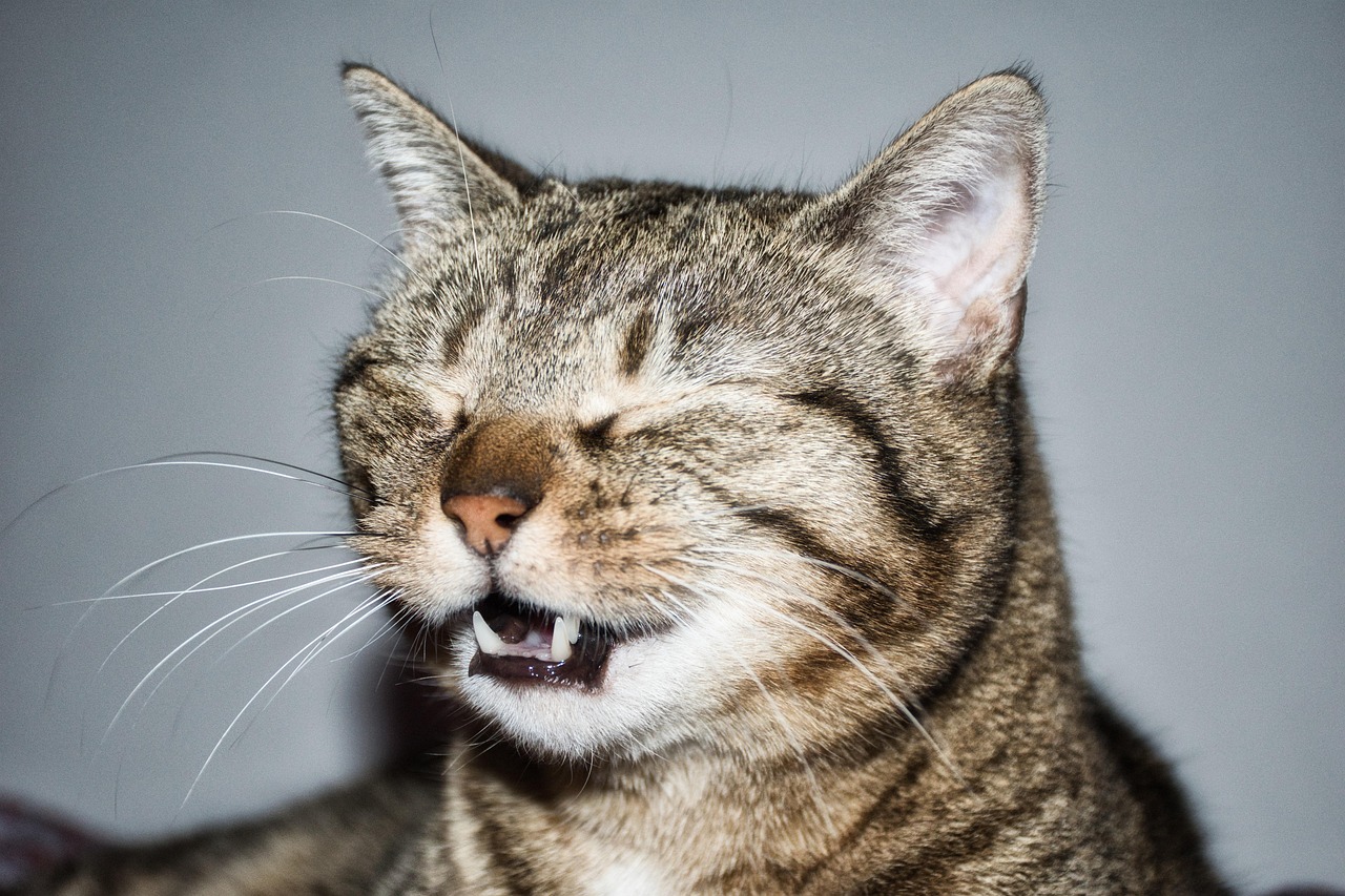 El ronroneo terminal: lo que hacen algunos gatos para despedirse