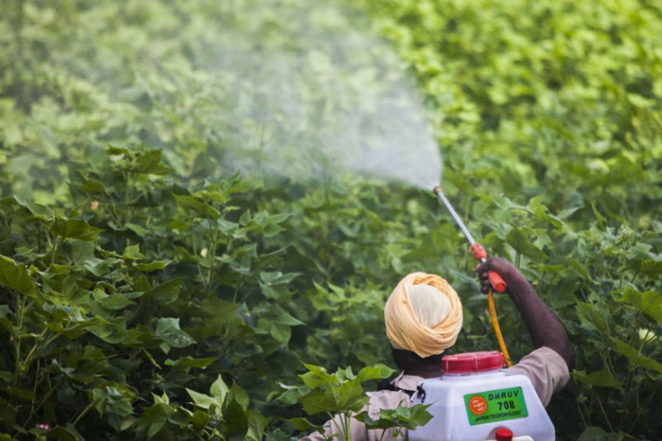FAO alerta de los efectos de pesticidas en menores que trabajan en el campo