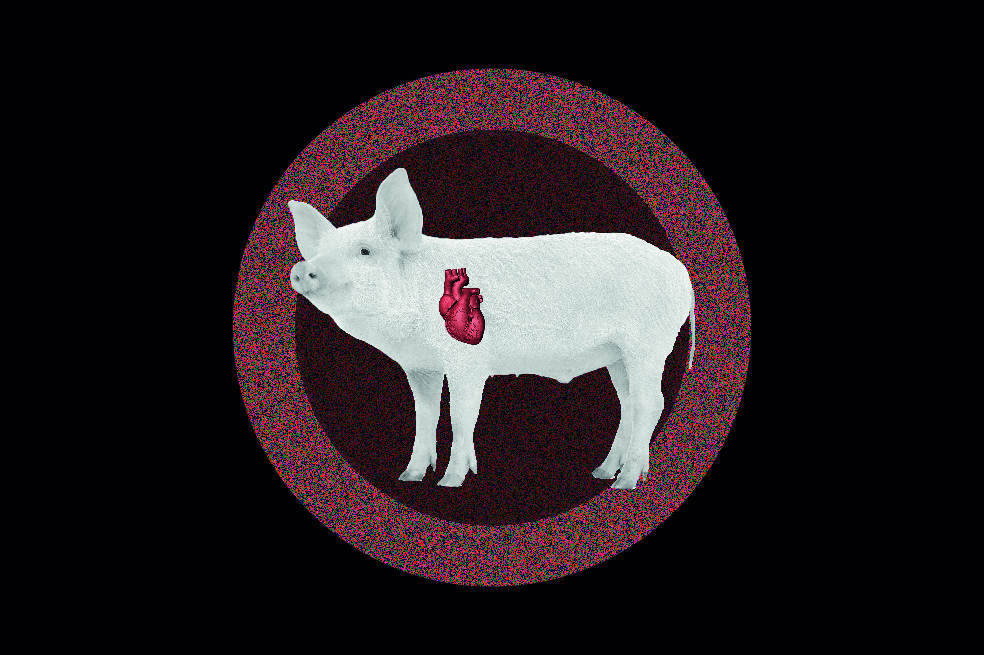 Órganos para humanos producidos en animalesEl científico Hiromitsu Nakauchi tiene previsto cultivar tejidos hechos de células humanas en embriones de ratones y ratas. Esta investigación, que ha causado tensiones éticas, ha sido posible gracias a una nueva ley en Japón que se aprobó en 2019. El objetivo final de estos estudios es obtener animales, cuyos órganos puedan ser trasplantados eventualmente a humanos.
