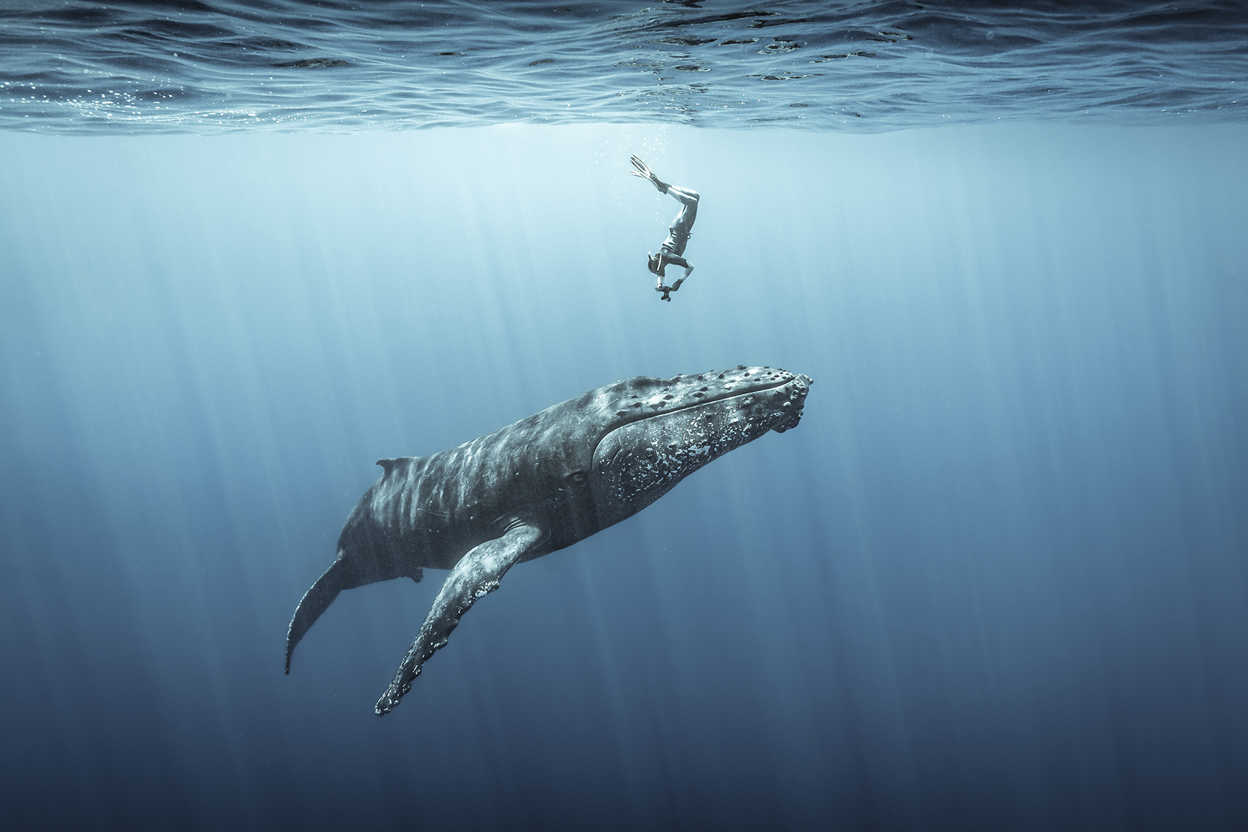En fotos: Ganadores del concurso “Ocean Photographer of the Year 2021″