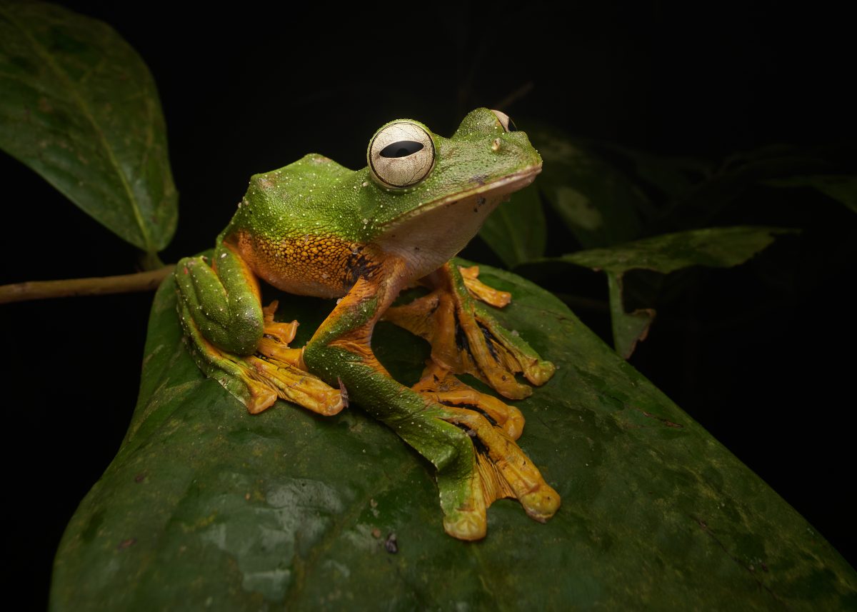 Ganadora de 'Animales': Fotografiadas cerca de la capital de Malasia, varias ranas voladoras de Wallace (Rhacophorus nigropalmatus) habían descendido desde las copas de los árboles de la selva tropical para reproducirse en un charco temporal lleno de lluvia. Esta rana, que lleva el nombre del biólogo Alfred Russel Wallace, está bien adaptada a la vida en las copas de los árboles, ya que utiliza sus patas palmeadas para deslizarse entre ellos.