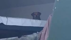 Nala y Kiara: así fueron rescatadas estas mascotas de edificios tras el terremoto