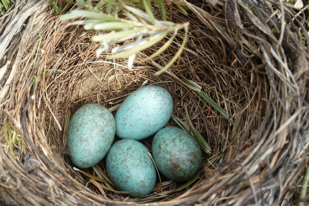 El pequeño fósil de un pollo que muestra cómo evolucionaron las aves