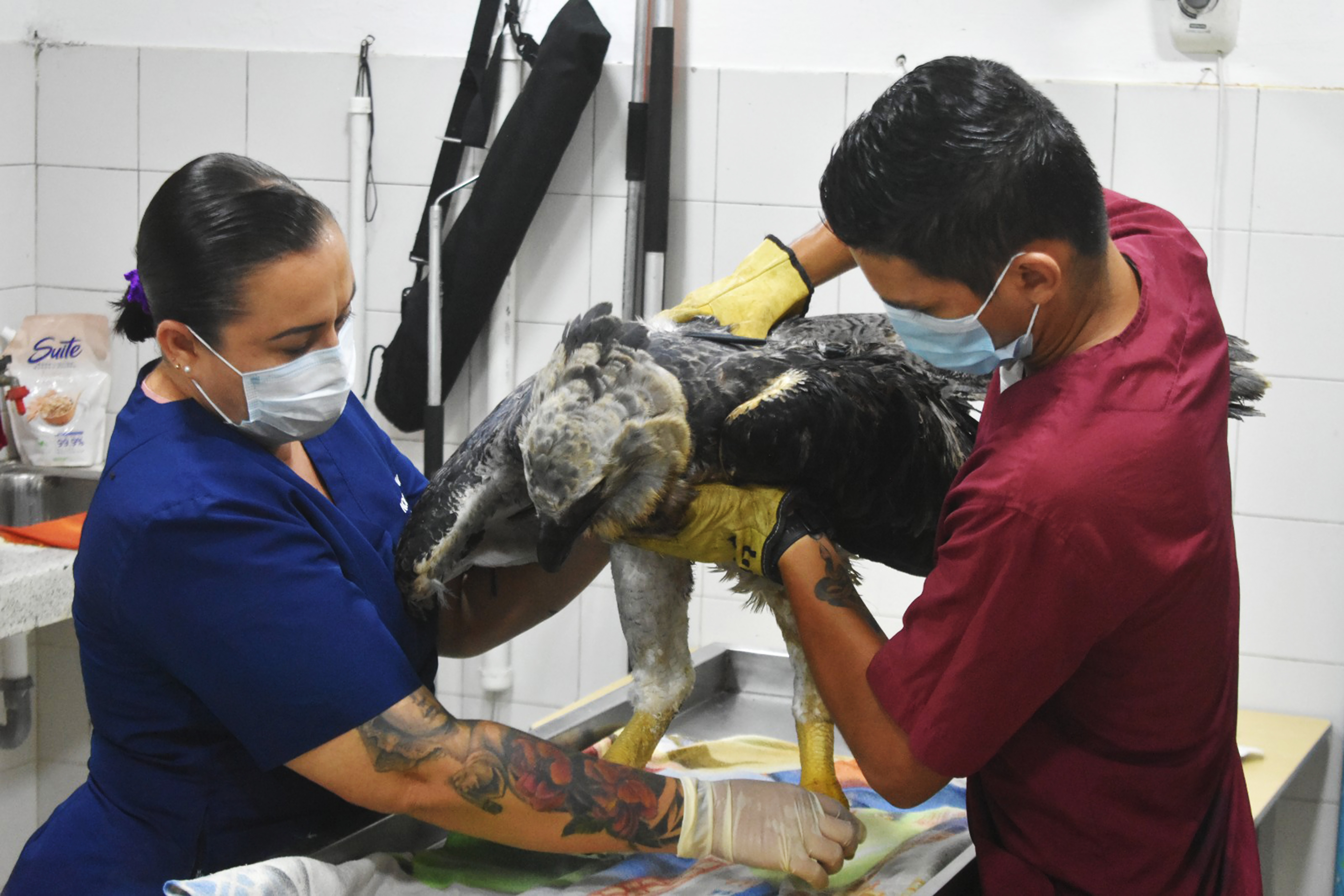 FLO400. FLORENCIA (COLOMBIA), 26/05/2023.- Fotografía cedida hoy por el Ejército de Colombia que muestra a una pareja de veterinarios y zootecnistas mientras revisan a un águila arpía herida en Florencia, departamento del Caquetá (Colombia). Un ejemplar de águila arpía, ave "en peligro inminente de extinción", fue recuperado en una zona rural del selvático departamento colombiano del Caquetá (sur) tras haber sido supuestamente herida en el ala izquierda por un arma de fuego, informaron este viernes fuentes castrenses. EFE/ Ejército de Colombia / SOLO USO EDITORIAL/ SOLO DISPONIBLE PARA ILUSTRAR LA NOTICIA QUE ACOMPAÑA (CRÉDITO OBLIGATORIO) MÁXIMA CALIDAD DISPONIBLE