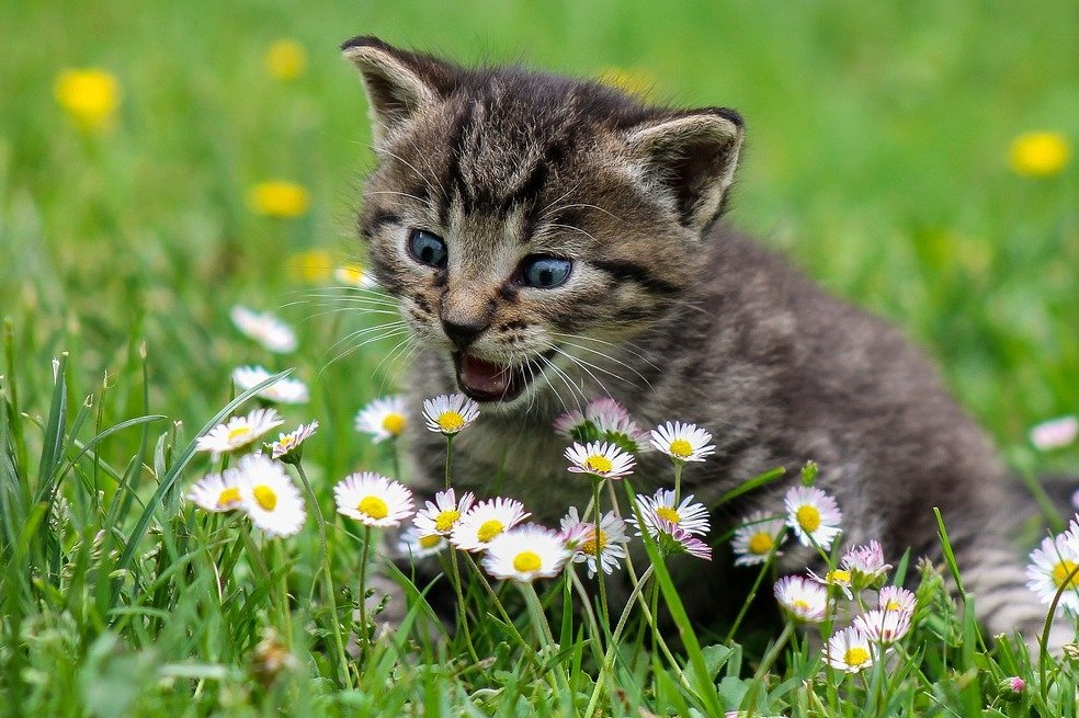 Estos son los 7 olores que más detestan los gatos
