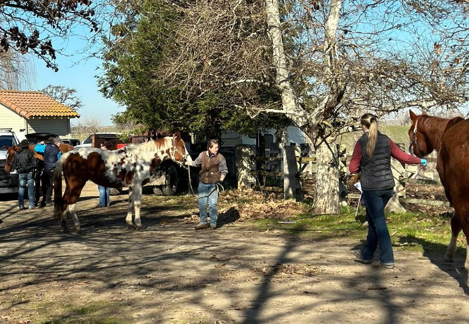 Arrestan a mujer en California tras hallar 27 caballos muertos en sus propiedades