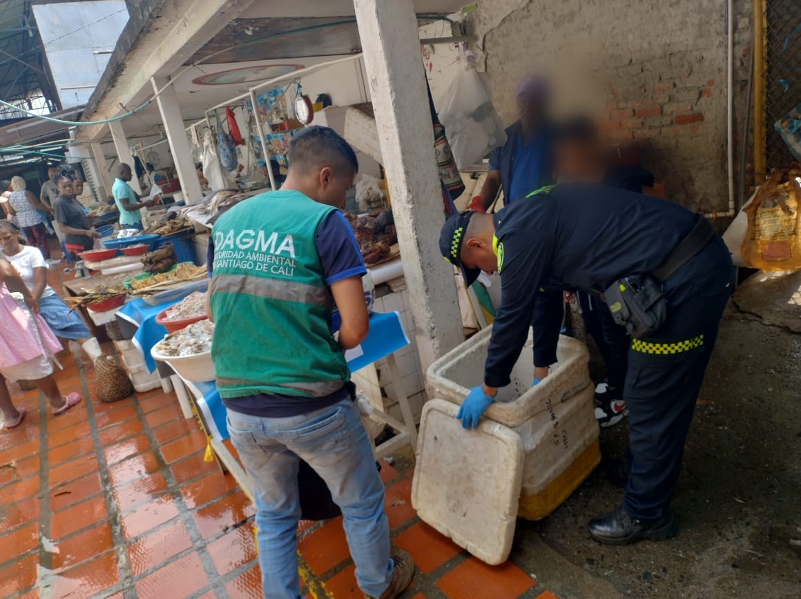 No para el tráfico de animales silvestres en Semana Santa: nuevos casos en Antioquia y Valle