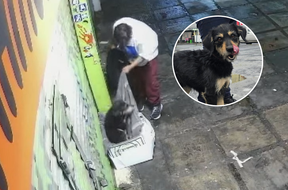 Así es la nueva vida de Blacky, el perrito callejero al que le robaron su cobija