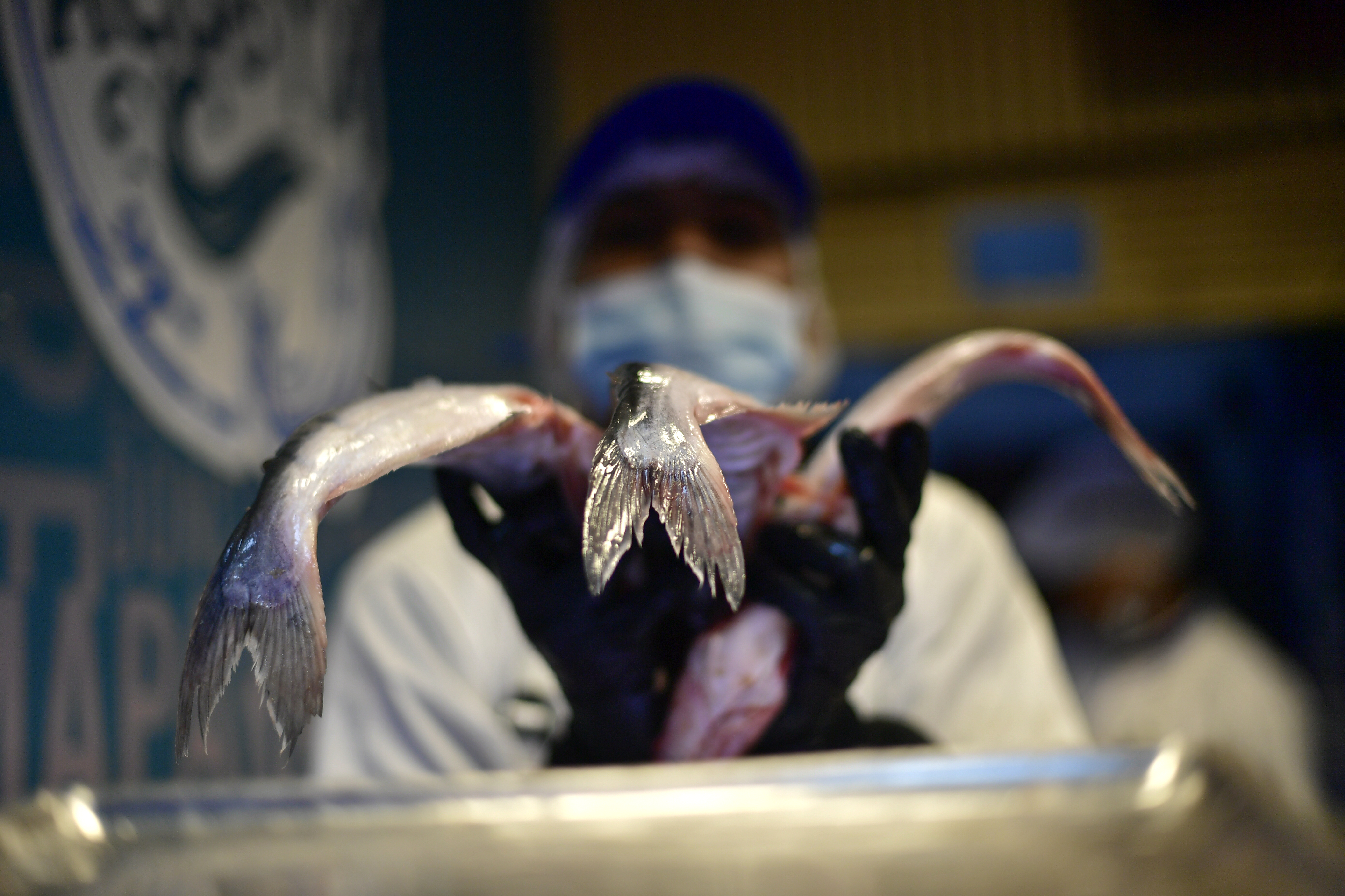 ¿Qué pescado comprar en Semana Santa? Esta aplicación le ayuda a hacerlo de forma sostenible