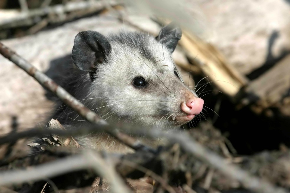 Maltrato animal: dos hombres mataron a una zarigüeya en La Estrella, Antioquia