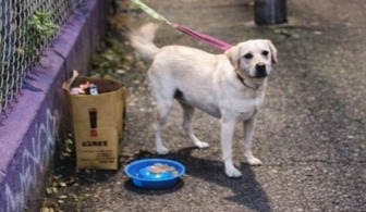 A esta perrita la dejaron abandonada y con una bolsa con todas sus cosas: busca ayuda